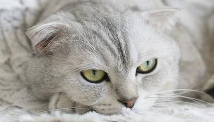 爱游戏平台-爵士前锋神秘消失球队启动搜寻行动，爵士队球迷