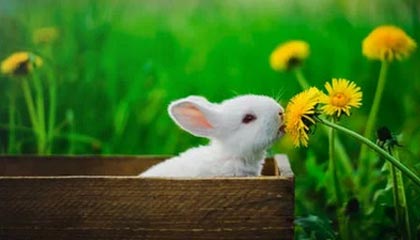 -韩国星际争霸赛季冠军争夺激烈，星际争霸比赛全是韩国人夺冠